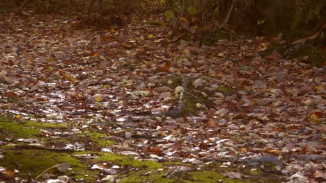 Slow-Motion-120fps-of-leaves-blowing-in-the-wind