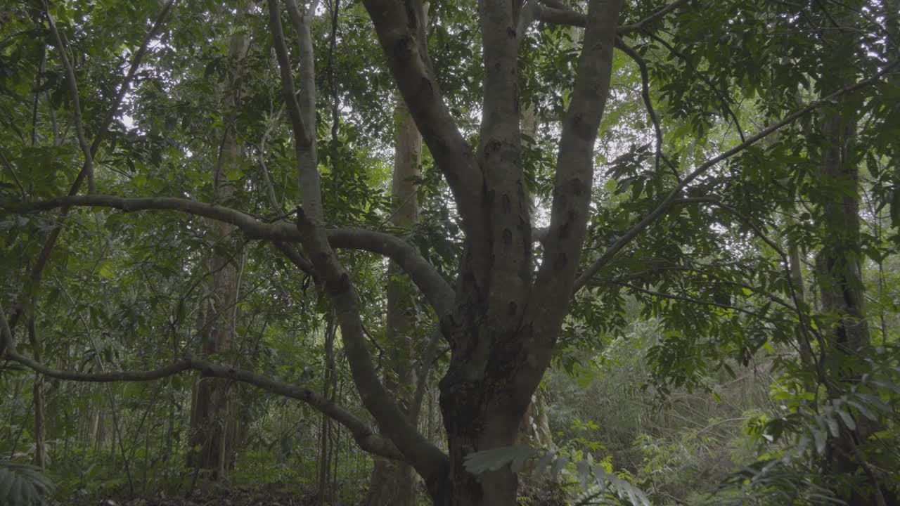 Small Fresh Water stream,forming a river with green south east asia tropical rain forest