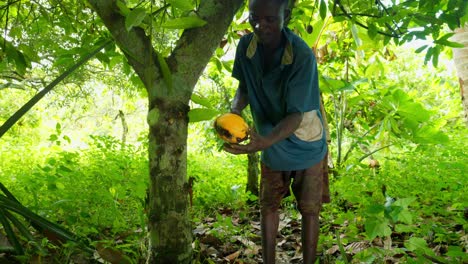 Kakaoernte-Im-Wald-Von-Ghana,-Afrika,-Von-Einem-Schwarzen-Männlichen-Bauern