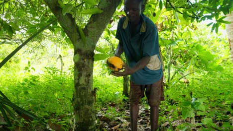 cocoa harvesting in the forest of ghana africa from a black male farmer