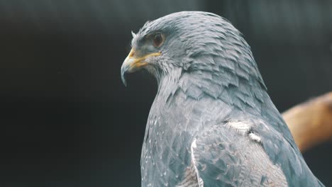 close up macro of a hawk in cuenca, ecuador.  leucopternis princeps)