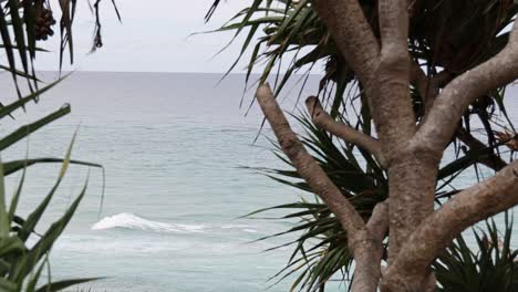 static ocean view framed by lush tropical trees