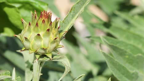 close-up of artichoke plant in garden