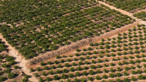 cultivos agrícolas de cítricos verdes en clima mediterráneo cerca de algorfa, españa