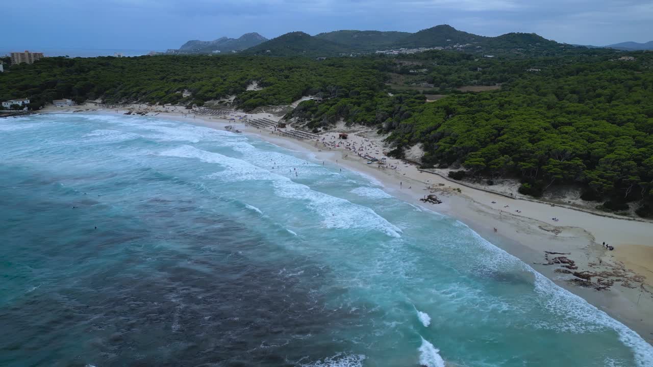 A spectacular drone view of the wide, sandy Cala Agulla beach in Mallorca, backed by beautiful pine trees and hills. Features people enjoying the clear turquoise Mediterranean water on a summer day