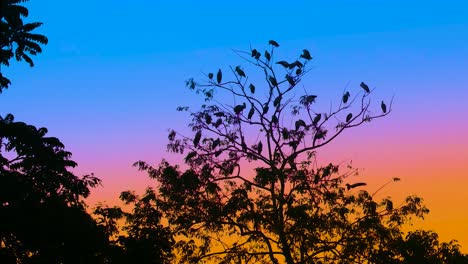 Aves-De-Cigüeña-Migratoria-Descansando-Sobre-Las-Copas-De-Los-árboles-Contra-El-Colorido-Horizonte-Del-Atardecer