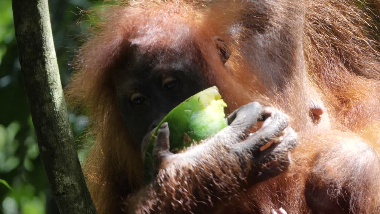 Bukit Lawang, Sumatra, Endonezya'da karpuz yiyen vahşi bir orangutan ve yavrusunun yakın çekimi.