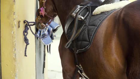 brown horse tied up in the stable when being dressed for riding