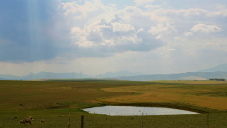 scenic clouds and light over wind farm on overberg farm land, sheep grazing