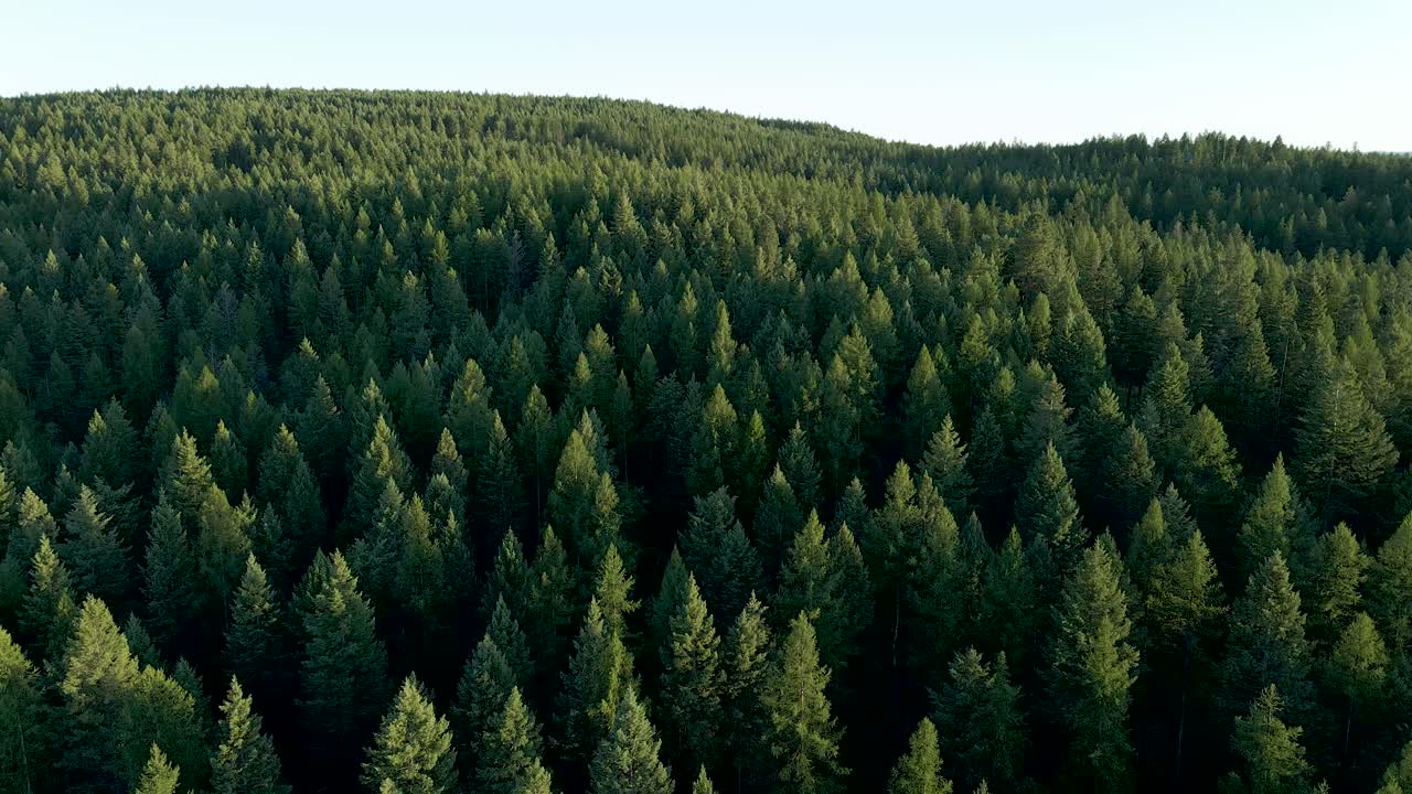 Pine Tree Covered Mountain Landscape in Kalispell, Montana - Aerial Drone Panning View over Big Sky Country