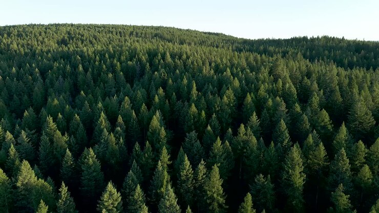 Kalispell, Montana'da çam ağaçlarıyla kaplı dağ manzarası - Geniş Gökyüzü Ülkesi üzerinde havadan drone ile kaydırmalı görünüm