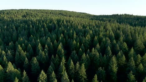 pine tree covered mountain landscape in kalispell, montana - aerial drone panning view over big sky country