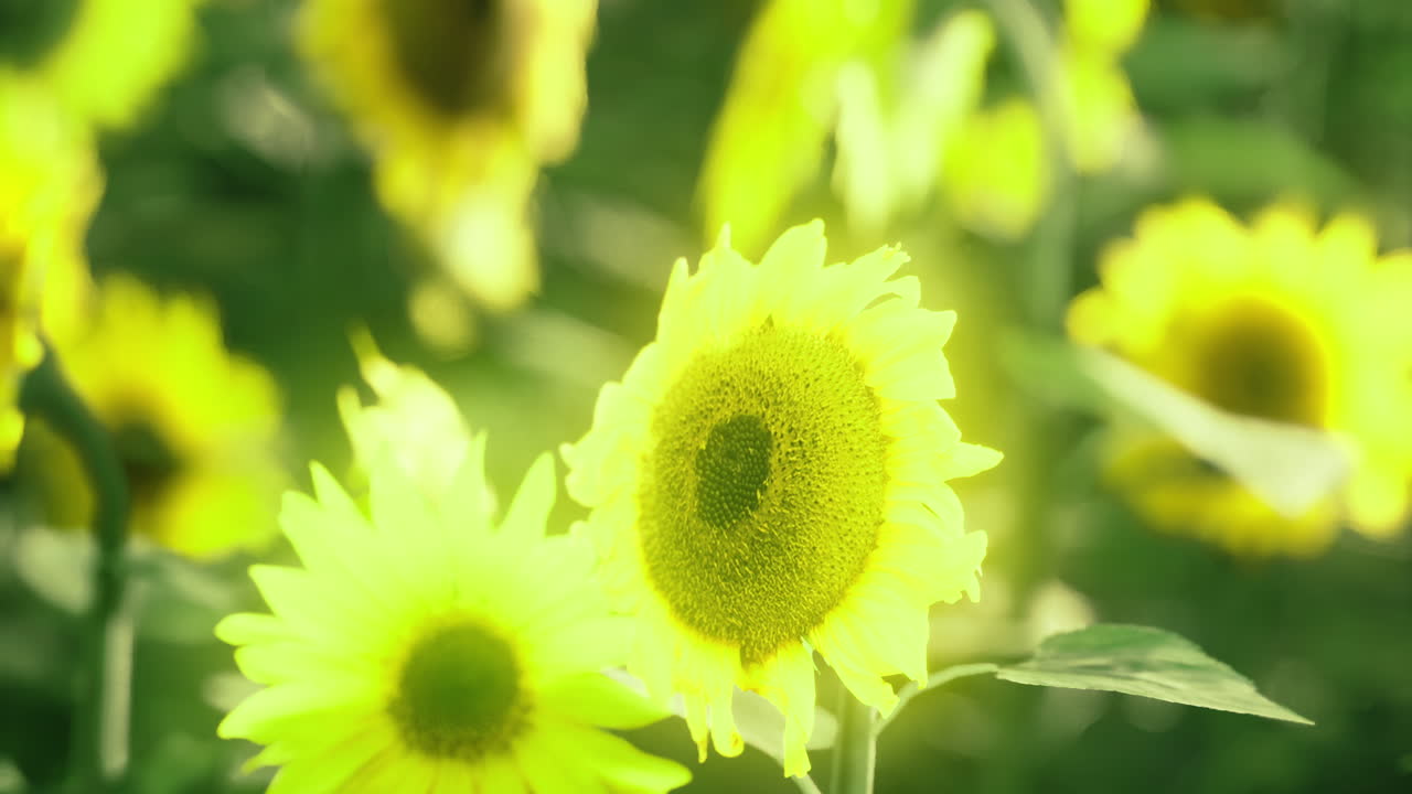 夏の太陽が降り注ぐ畑で咲き誇る、鮮やかなヒマワリ