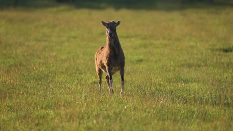 a female mouflon stands on the lush green pasture