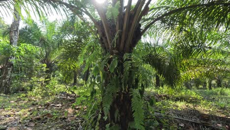 un paseo por una densa granja de palmeras