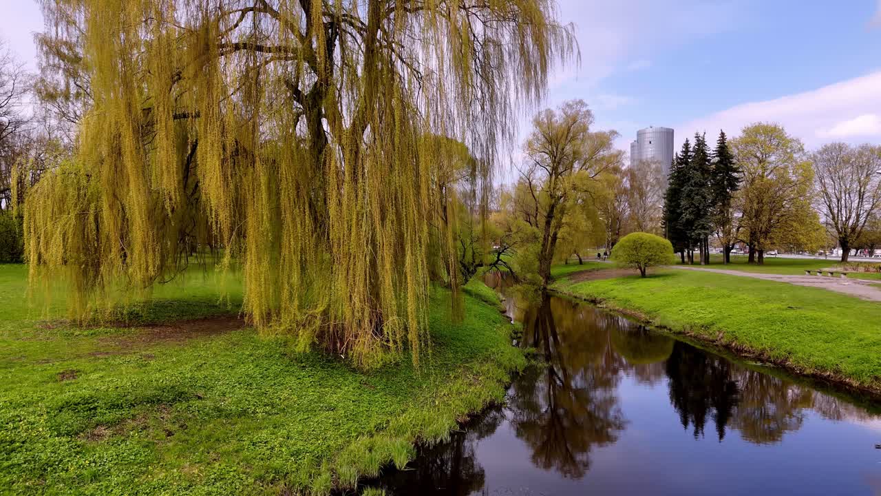 árbol de sauce llorón junto al estanque en el parque de la victoria en riga, letonia