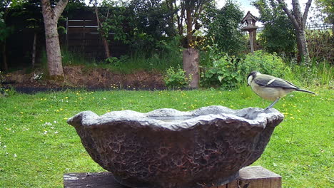 pájaro bebiendo de un baño de pájaros en el jardín británico