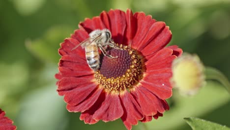 Close-up-view-of-a-wild-bee-pollinating-a-flower-and-eating-nectar-1