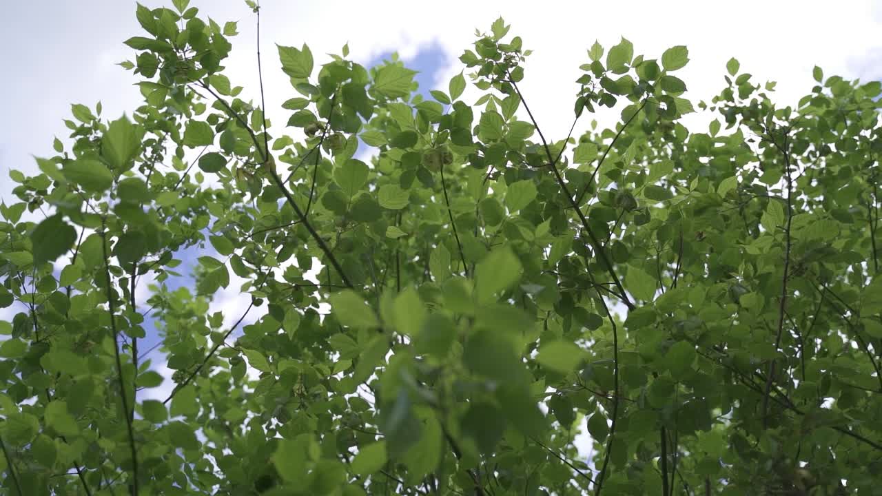 아름다운 자연의 슬로우 모션 시네마틱 샷, 나뭇잎이 카메라에 떨어지고 하늘에 구름이 있는 나무