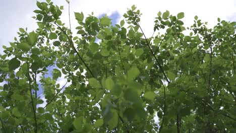 toma cinematográfica en cámara lenta de la hermosa naturaleza, el árbol con hojas cayendo sobre la cámara y nubes en el cielo