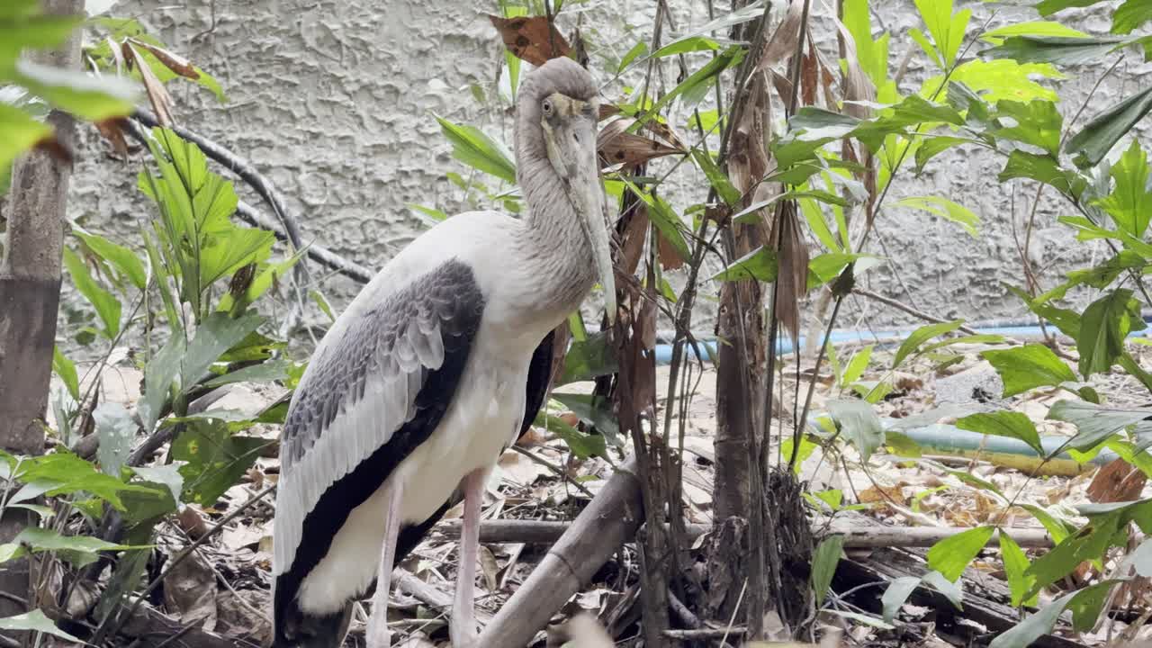 Asian open bill in Bangkok Thailand