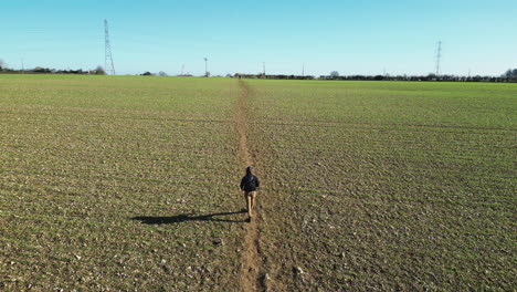 Drone-following-man-walking-through-a-field-on-a-path-in-Great-Missenden