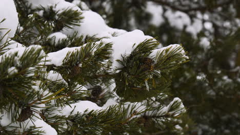 een close-up van een met sneeuw bedekte dennenboom