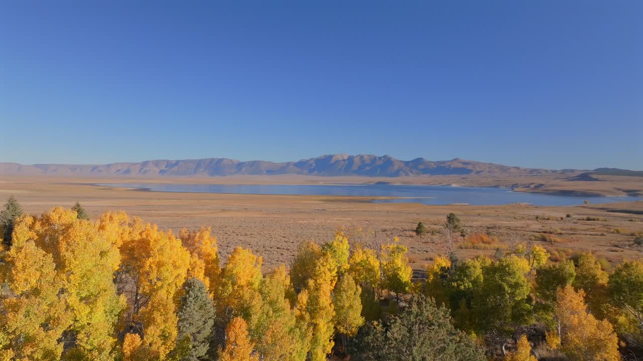 Lake Crowley Mammoth Lakes Mountain California aerial drone fall autumn yellow Aspen Trees morning blue sky Bishop Toms Place Sierra Mountains Mono County Whitmore Hilltop Hotsprings upwards motion