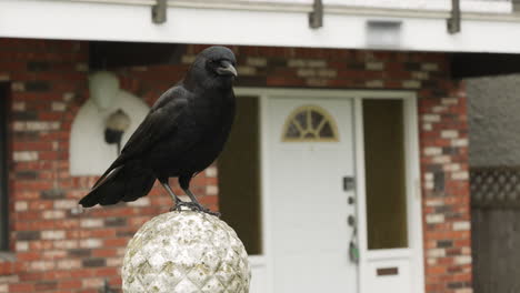 a crow sitting on a pedestal and flying away, in slow motion