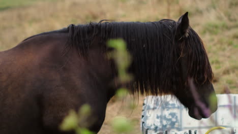 Rustic-Equine-Life:-Brown-Mare-Horse-with-Foal-Rising-from-Grass-in-Nature-Reserve,-Captured-in-Gentle-Sunligh