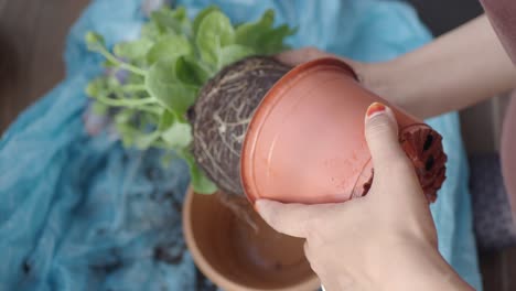 el trasplante de una planta
