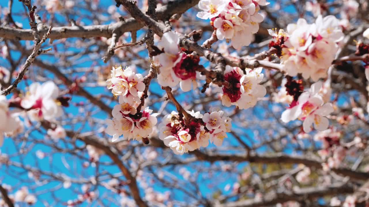 Dettaglio di fioritura primaverile stagionale in un frutteto soleggiato, evidenzia l'importanza dell'impollinazione e delle api mellifere, perfetto per il turismo agricolo, l'esplorazione della natura e i media sulla conservazione ecologica.