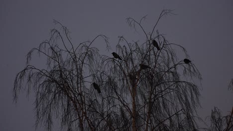 spooky crow birds silhouette in dead tree, low angle at night