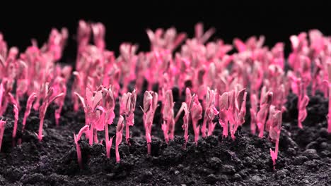 colourful looped art concept, pink plant growing, minimal stop motion design, surreal trend, magenta