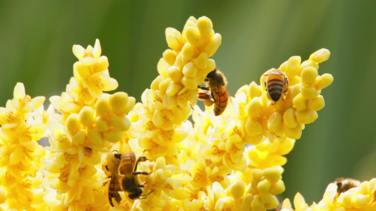 Bees collecting pollen on yellow flowers in a sunny, nature-filled setting