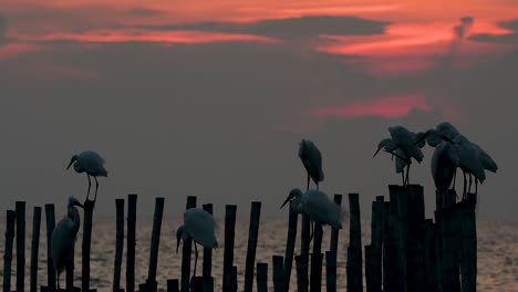 The-Great-Egret,-also-known-as-the-Common-Egret-or-the-Large-Egret