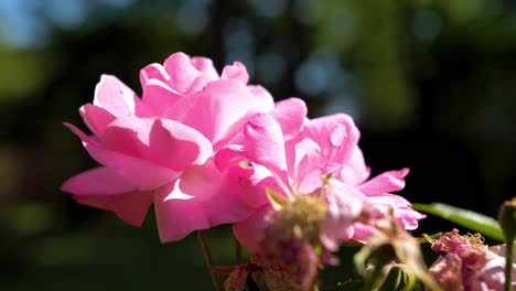 hipnotizante vista de cerca, delicada flor de melocotón rosado la escena de las gracias de la flor