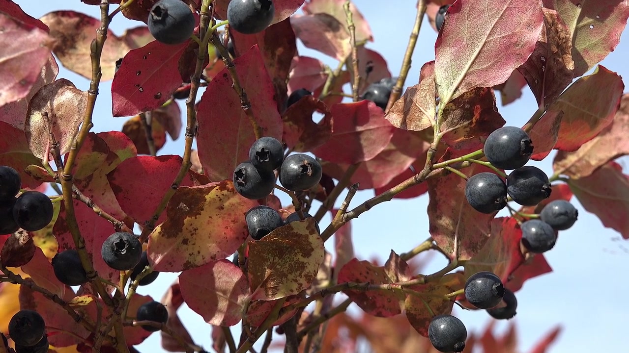 Myrtilles mûres sur un buisson avec des feuilles d'automne