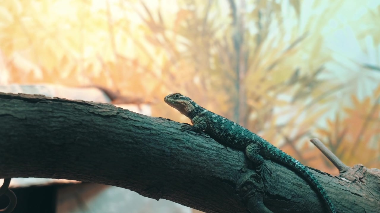 Un geco riposa tranquillamente su un ramo all'interno del suo recinto nello zoo del Michigan