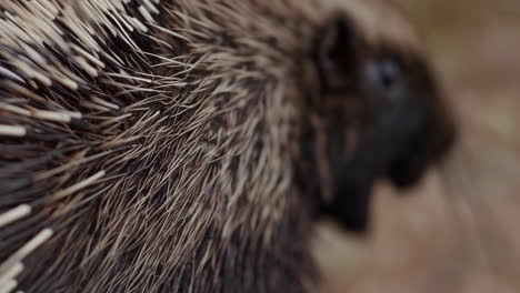 close-up of a porcupine