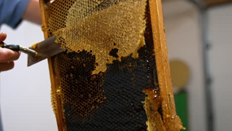 apiarist peeling off the upper layer of wax from sealed cells. male hand holding a frame and uncovering wax honey combs for extraction.