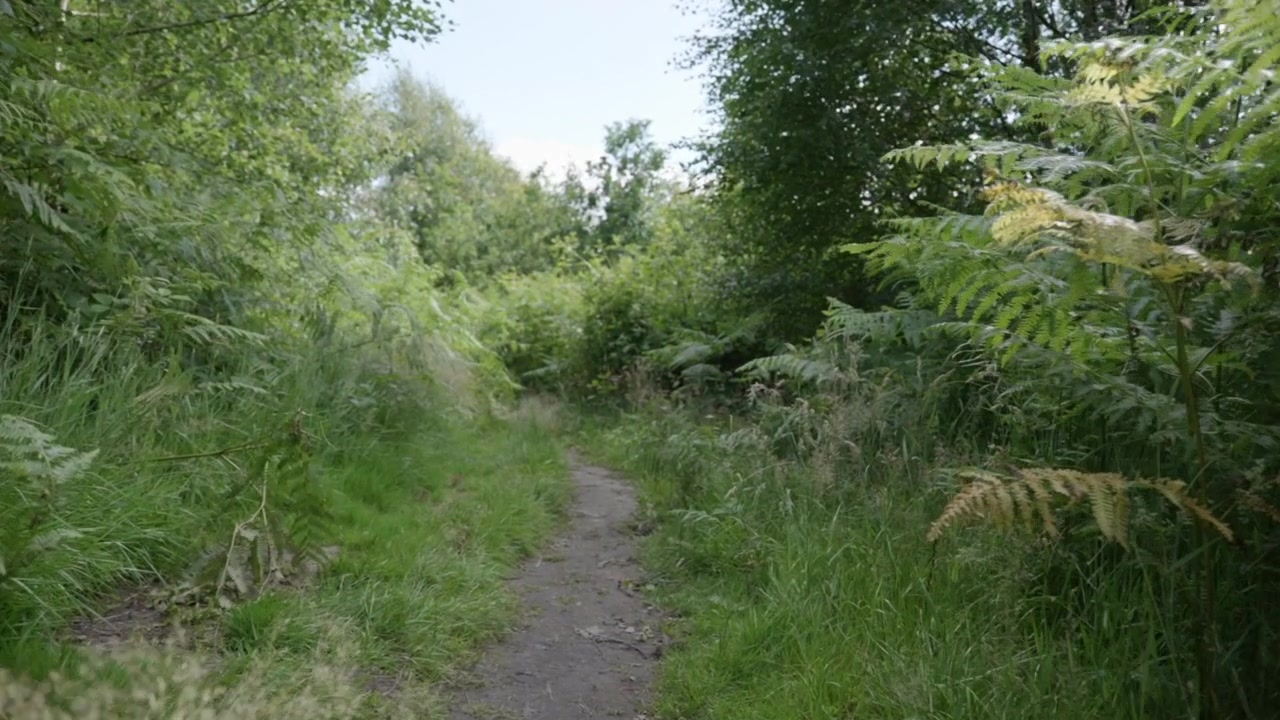 Slow motion footage walking along an overgrown British rural path. It is a summer day and the foliage is green.