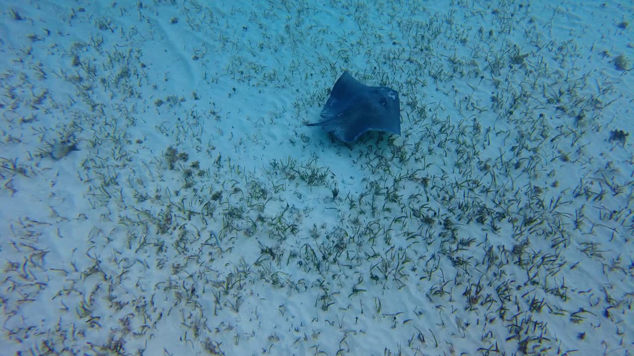 자연 서식지에서 우아한 쥐가오리와 함께 수중 세계의 경이로움과 경외감을 경험해보세요.