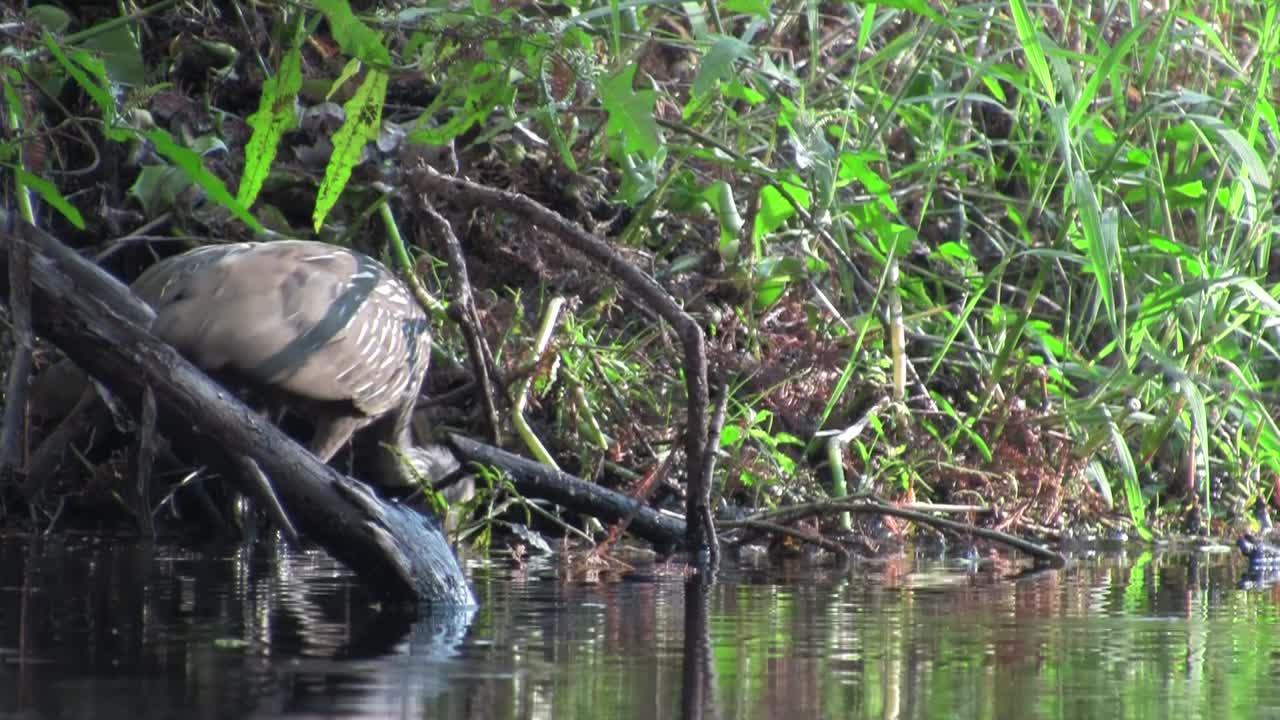 호숫가에 있는 림킨