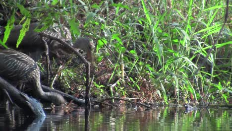 un limpkin en las orillas de un lago