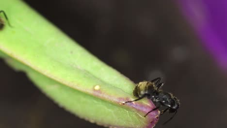primer plano de un par de hormigas negras que se alimentan de una planta suculenta