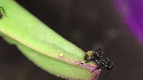 closeup of a pair of black ants feeding from a succulent plant