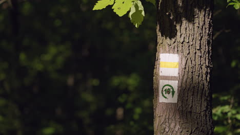 Poste-Indicador-De-Senderismo-Iluminado-Por-El-Sol-Pintado-En-El-Tronco-Del-árbol