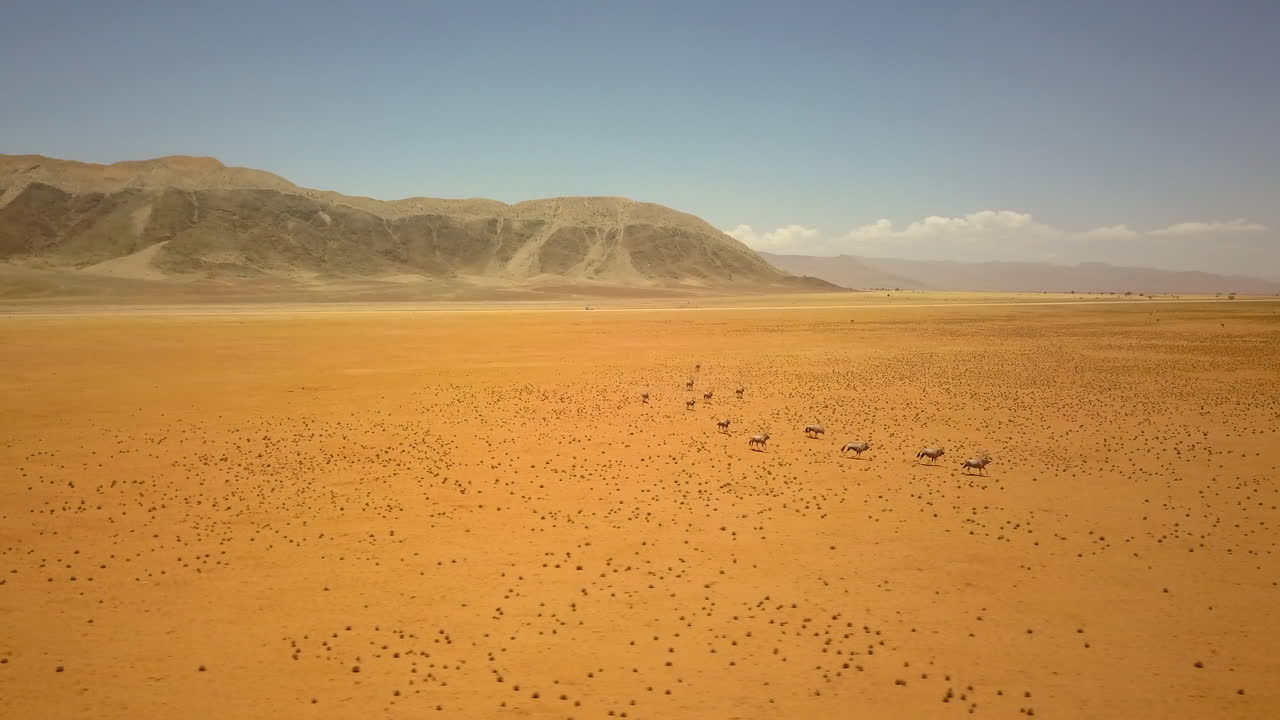 4K drone footage flying around oryx and antelopes in Namibia’s vast desert. The stunning yellow-orange sand and towering rock formations provide the perfect backdrop for this captivating wildlife shot