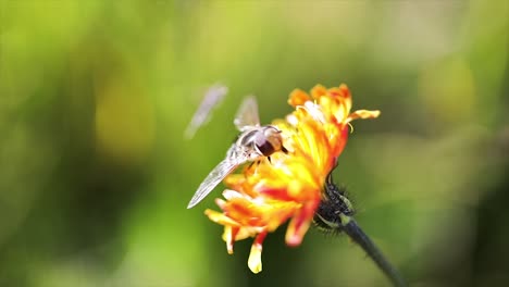 wasp collects nectar from flower crepis alpina